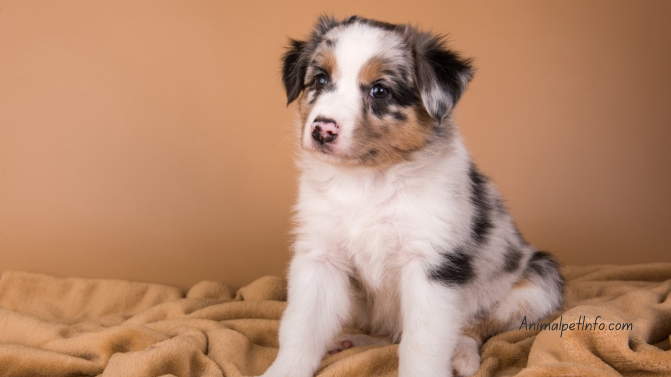 How Many Times a Day Should a Puppy Poop?