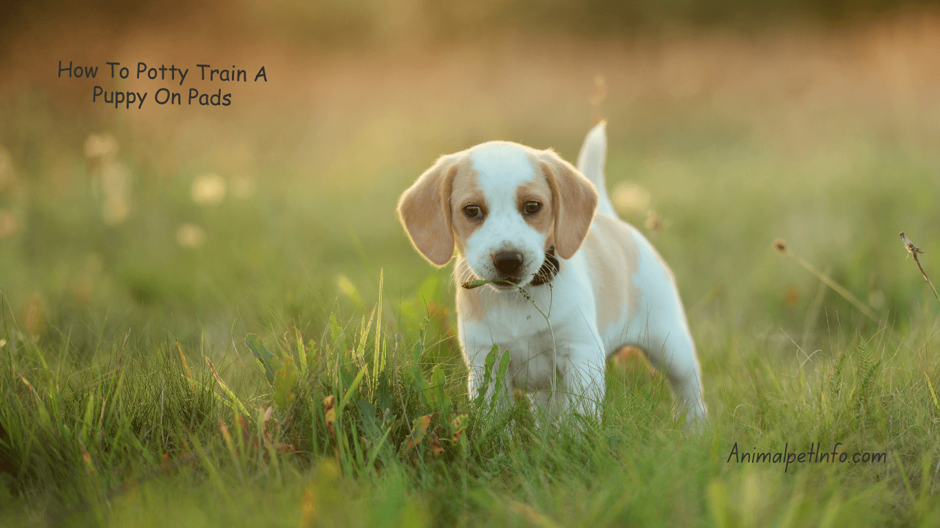 "Golden Retriever puppy using a potty training pad indoors."