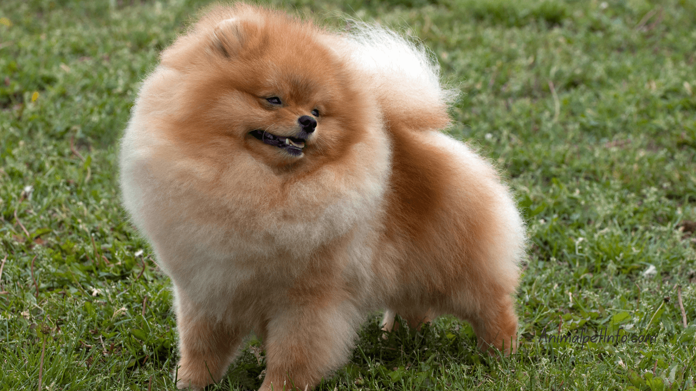 How Many Times a Day Should a Puppy Poop?