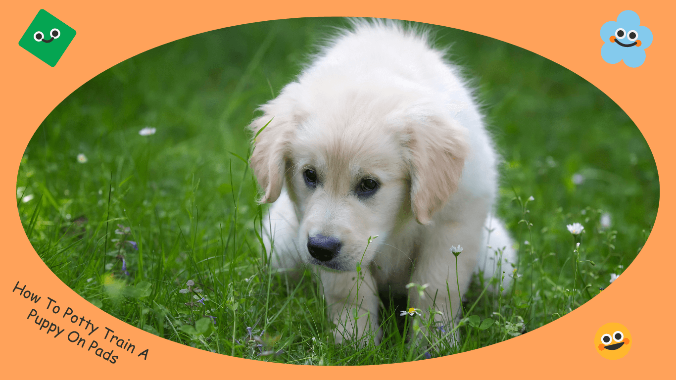 "Golden Retriever puppy using a potty training pad indoors."